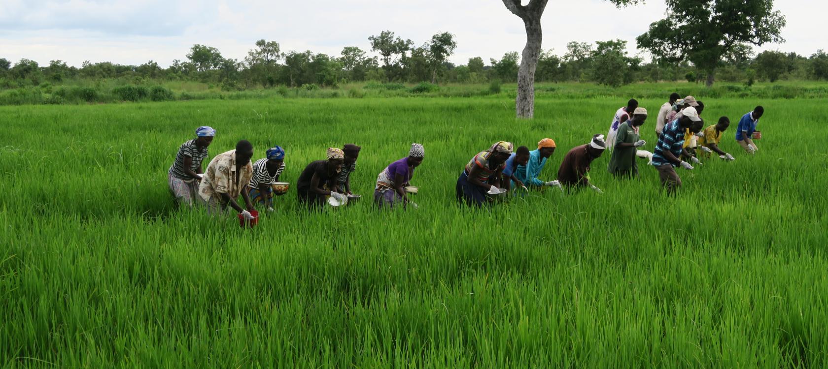 L’Afrique de l’Ouest peut augmenter considérablement sa production rizicole, sous quelques conditions (rapport)