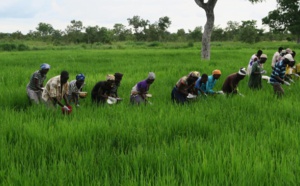 L’Afrique de l’Ouest peut augmenter considérablement sa production rizicole, sous quelques conditions (rapport)